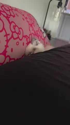 Stuck! #ragdoll #ragdollkitten #fyp 