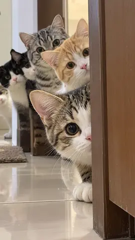 #kucing #kucinglucu #kucingoren 
