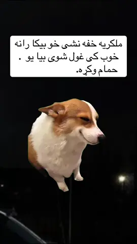 #Meme #MemeCut #fypシ゚viral #پشتون_تاجیک_هزاره_ازبک_زنده_باد🇦🇫 @𓆩•.♕شېـنو♕.•𓆪:04 