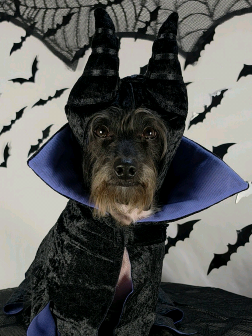 A little fur, a little magic, and a whole lot of wicked elegance. 🖤🔮 Halloween is coming… and evil never looked so adorable! 😈🎃 #TrickorTreatThemWell2026  #BilJacHowlOWeen #Halloweendog #SpookySeason #dachshundsoftiktok @Bil-Jac Dog Food & Treats @BARK @Wellness Pet 