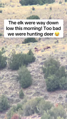 I always love finding elk no matter the reason I’m out there! #tagchaserllc #utahhunting #elkhunting