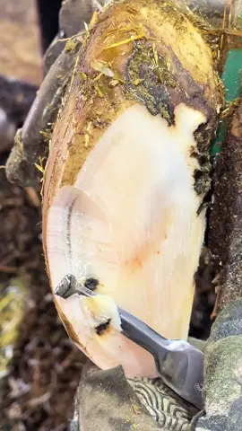 Two little black dots…. #natethehoofguy #fyp #oddlysatisfying #hooftrimming #hoofcleaning