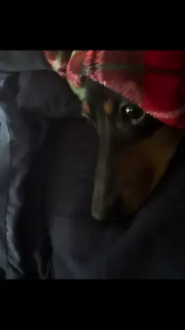 It’s time to go to sleep. I hope you had an awesome day. If you didn’t then tomorrow will be amazing.🐾❤️#petstiktok #dogsoftiktok #doglife #dogs #petvideo 