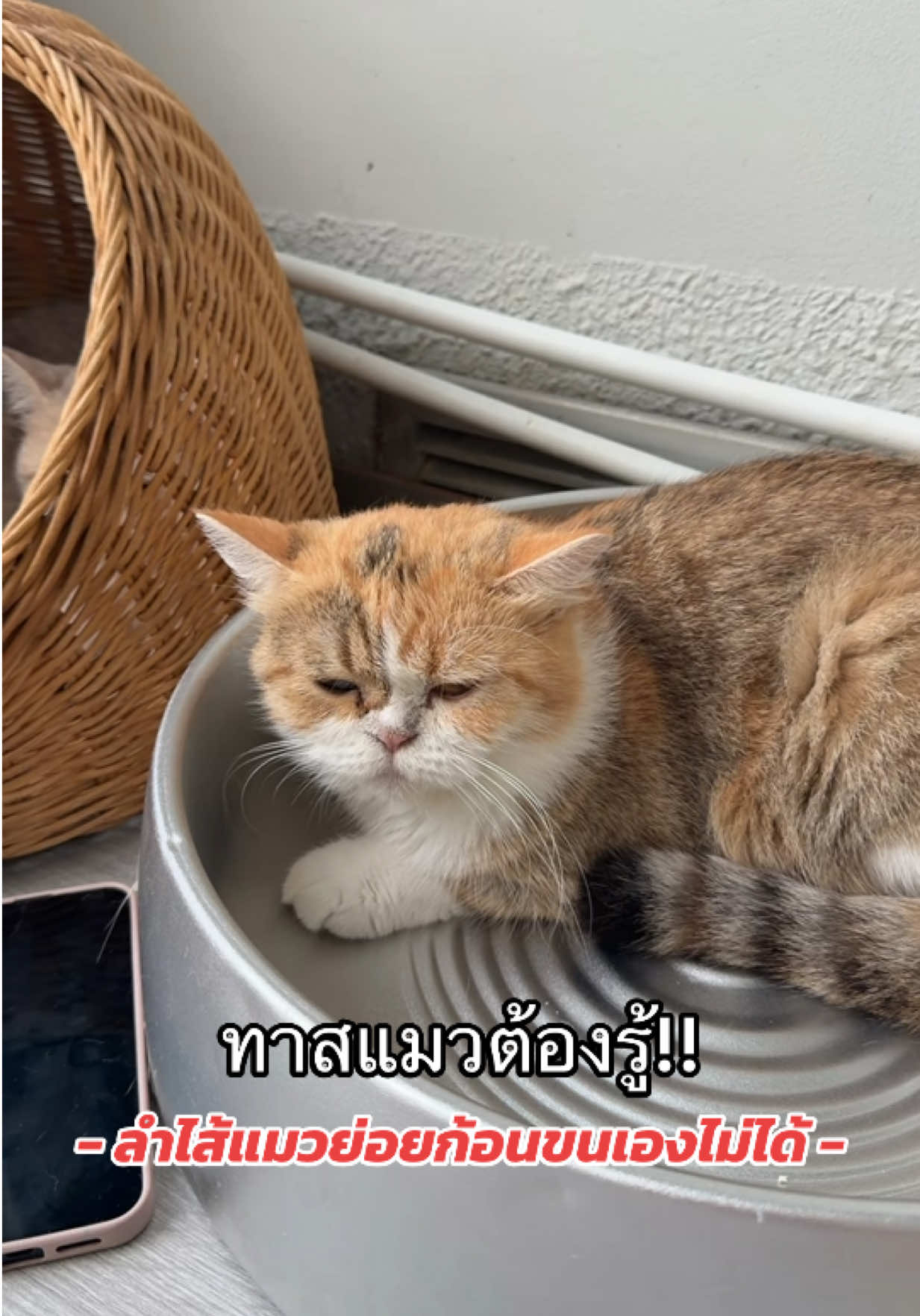 ขับก้อนขน บำรุงขนใหม่ ลดขนร่วง#ขับก้อนขนในลําไส้ #ทาสแมว #บำรุงเเมว #วิตาิมินเเมว #เเมว 