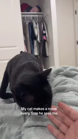 My cat makes a noise every time he sees me#CatsOfTikTok 