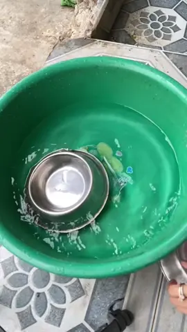 Bát inox cho chó mèo #cun #meocon #pet #xuhuong #viral  @Bunny 