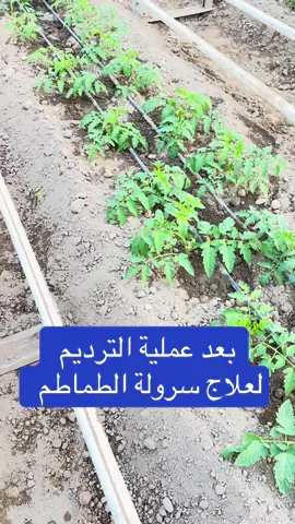 شكل النبات بعد عملية الترديم. لعلاج السرولة فى الطماطم #tajekistan🇹🇯  #المهندس_احمد_سعيد #مشاهدات #اكسبلور #فنون_زراعية 