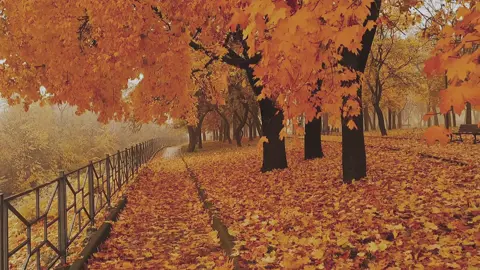Diseasë | #yeat #nature #fall 