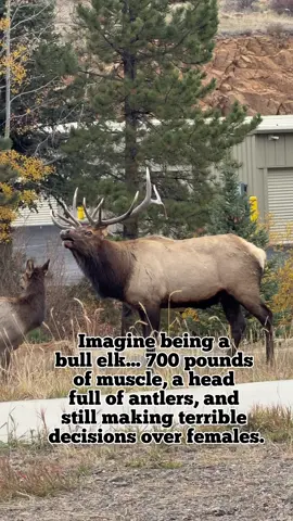Went to Estes park today can’t believe elk still bugling. #shedupandhunt #hunttok #elk #estesparkcolorado 