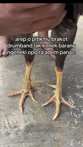 🤭#ayambangkoksuper #ayampakhoy #fyp #masukberanda 