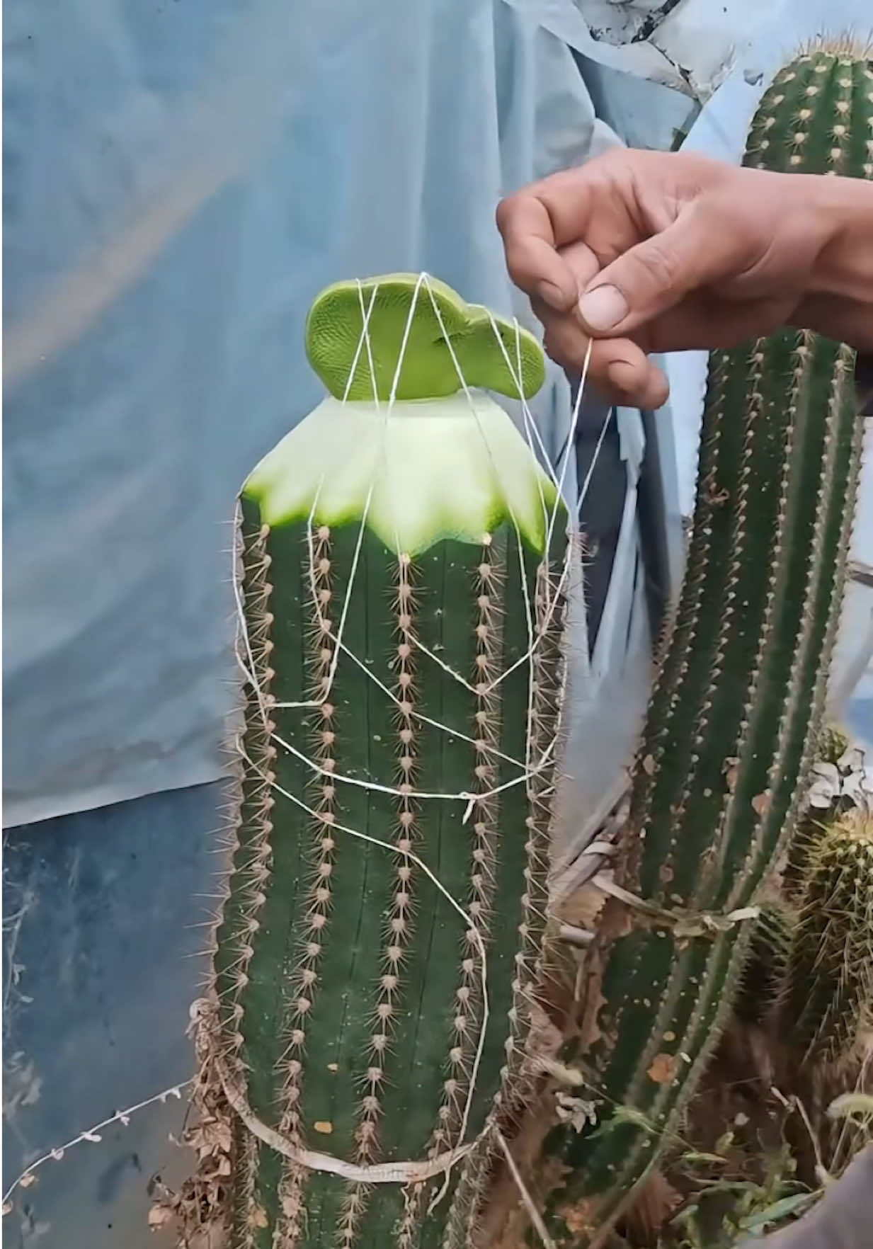 Useful tips for cactus 🪴 #cactus #cacti #plant #gardening #DIY 
