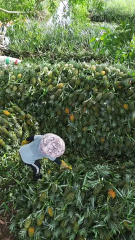 Bài đăng 9| Chúc mừng chú chủ vườn được mùa bội thu #khóm🍍 #63tiengiang #xuhuong #mientay #chill 