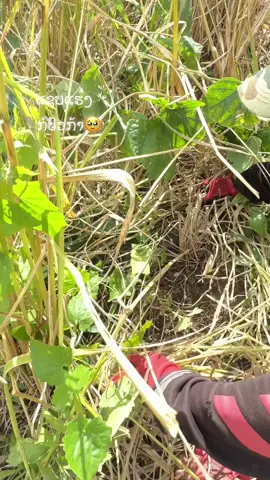 #laos🇱🇦 #ເມືອງຫຼວງ #ຫຼວງພະບາງ 
