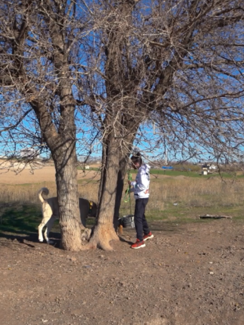 Soner, Dozer'in Ağacına Yaklaşınca Saldırdı! #dog #köpek #shorts