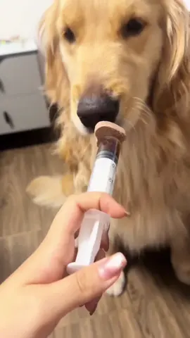 These dogs act like taking medicine is the worst thing ever. #dog #fyp #funnydog #foryou #funnyvideo 
