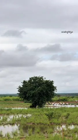 Halkani waa hiiraan gaar ahaan deegaanka majabaaley 📍🌴❤️ #hiiraan_somalia #baladweyne🌴💉💯❤️🙏🌴 #somalitiktok #baladweyne #view 