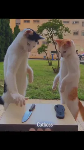 #dogmeme #viral #funny #video 