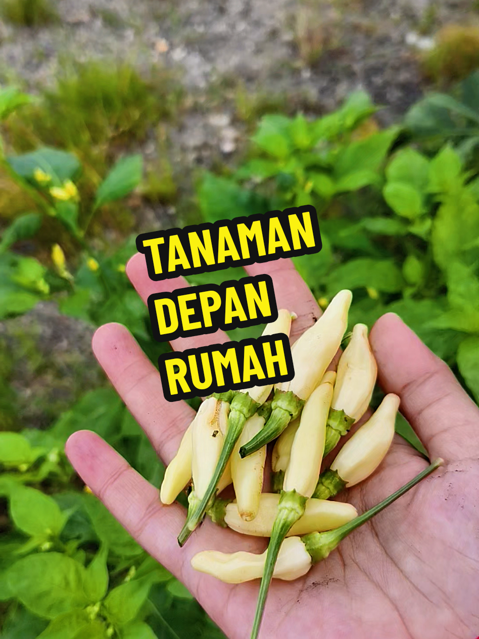 #tanamandepanrumah #surirumahsepenuhmasa #affiliate 
