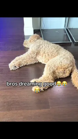 #dog #fyp #giftok #viralvideo 