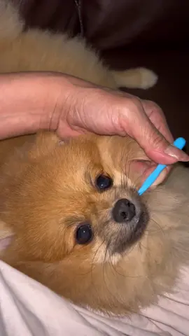 大人しい時は、絶対何か悪いことしてる😅 寝たフリを覚えた🤣#ポメラニアン仔犬 #pomeranian #犬のいる暮らし #寝たふり #歯間ブラシ 