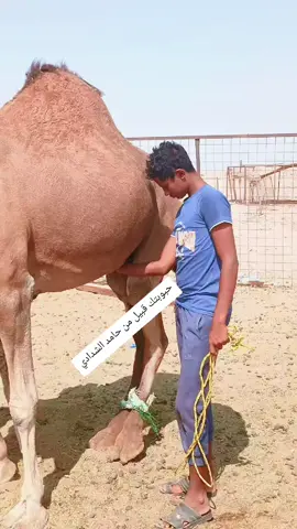 #السودان🇸🇩 #السعوديه🇸🇦 #الجزيره_مدني_الحصاحيصا_المناقل_رفاعه#كواهلةامحمدية #اكسبلورمتابعةجخوالشغل 