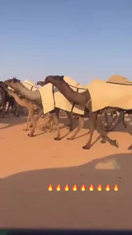 #CapCut #مهرجان_الملك_عبدالعزيز_لمزاين_الابل #البل_عطايا_الله_عشاق_البداوه_🐪😍 #الشعب_الصيني_ماله_حل😂😂 