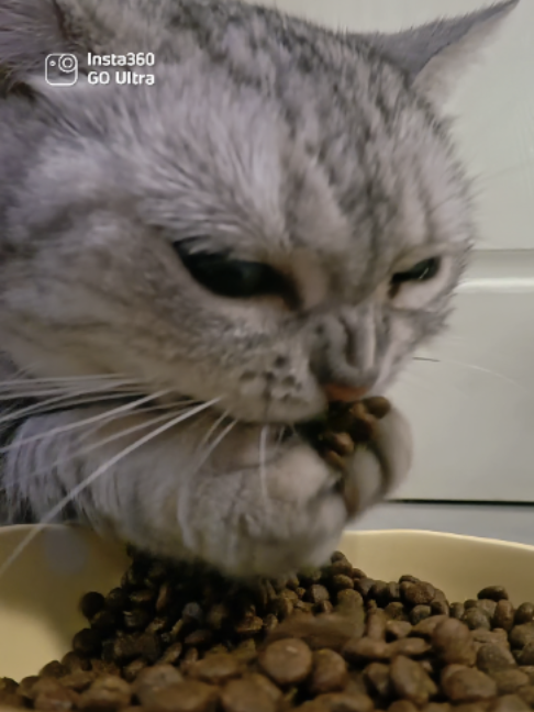 Taking “dig in” a little too literally 🐾 A tiny camera in the bowl catches both paws in action. 📷 Insta360 GO Ultra #Insta360 #Insta360GOUltra #POVCamera #CatsofTikTok #CuteAnimals