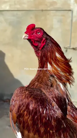 Hussan di vi koi hadd hundi aa😮‍💨👑#punjab #dog #aseel #kalateetar #kabooter 