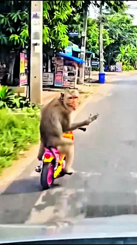 funny funny short videos about animals#FunnyAnimals #AnimalComedy #FunnyPets #AnimalMoments #ViralAnimals #TikTokUSA #FYP 