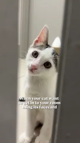 Can’t handle this cuteness!!! 😫  Just come in!!!  #diaryhachi #cutecat #kitten 