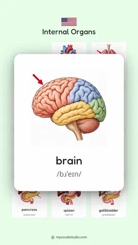 🧠🫀 12 Internal Organs in English! 🫁 Can you name them all? 👀✨ 🧠 Brain • Heart • Lungs 🩺 Liver • Kidneys • Intestines 🔬 Small Intestine • Large Intestine • Colon 💚 Pancreas • Spleen • Gallbladder 📚 Learn English with pictures and pronunciation! 💬 How many do you know? 📱 Learn more with Vocab Studio! 🔗 Download via link in bio! ❤️ Save & share! #VocabStudio #LearnEnglish #EnglishVocabulary #HumanAnatomy  #creatorsearchinsights 