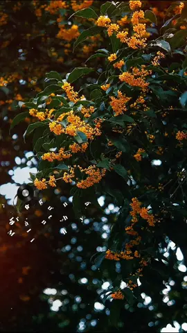 NẾU ĐỜI KHÔNG CÓ ANH  ST: NS HOÀNG TRANG  Nguồn nhạc YT: @CAPHEMOTMINH-CONGTRINHSTUDIO #nhaccover  #nhactrutinh  #nhacvang  #nhachaymoingay  #nhactamtrang 