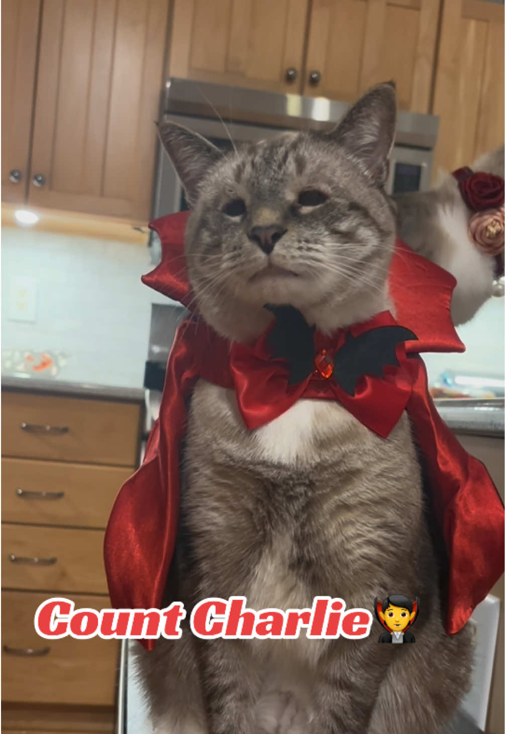 How about a vampire Charlie?#cat #cats #catsoftiktok #halloween #eyelidagenesis 