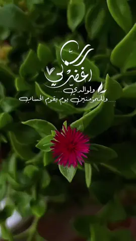 ربي اغفرلي ولوالدي وللمؤمنين والمؤمنات الأحياء منهم والأموات #يارب #for #foryourpage #foryoupage❤️❤️ 