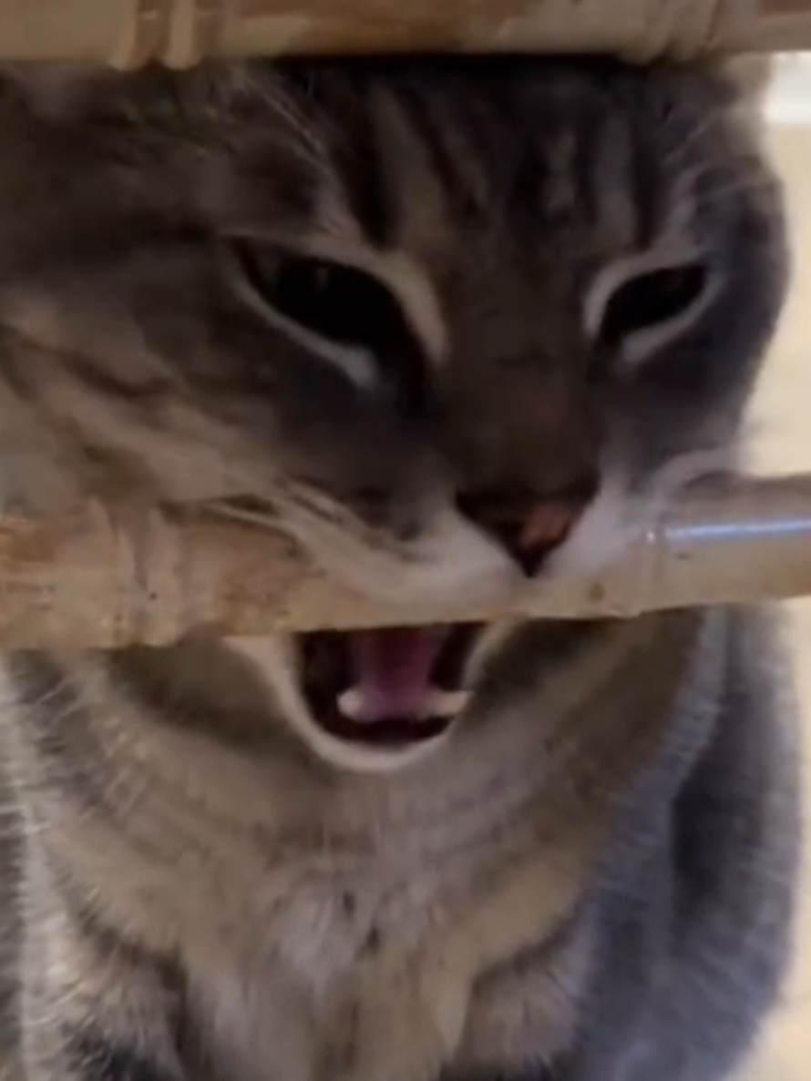 funny cats #cutecats #catsoftiktok #catlover #funnyvideo #fyp 