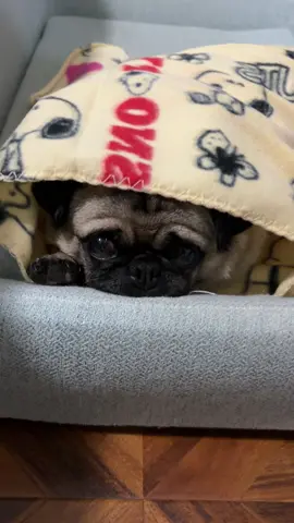 Mochi is very tired 😴🐶#puglover #pug #pugsoftiktok #socute 