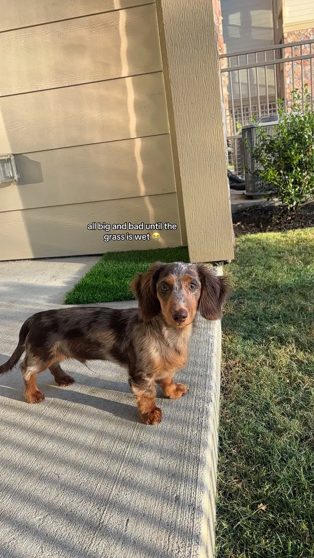 Thankfully I put that turf patch outside 😂🙄 #dachshundsoftiktok #dachshund #dachshundpuppy #october #trending 