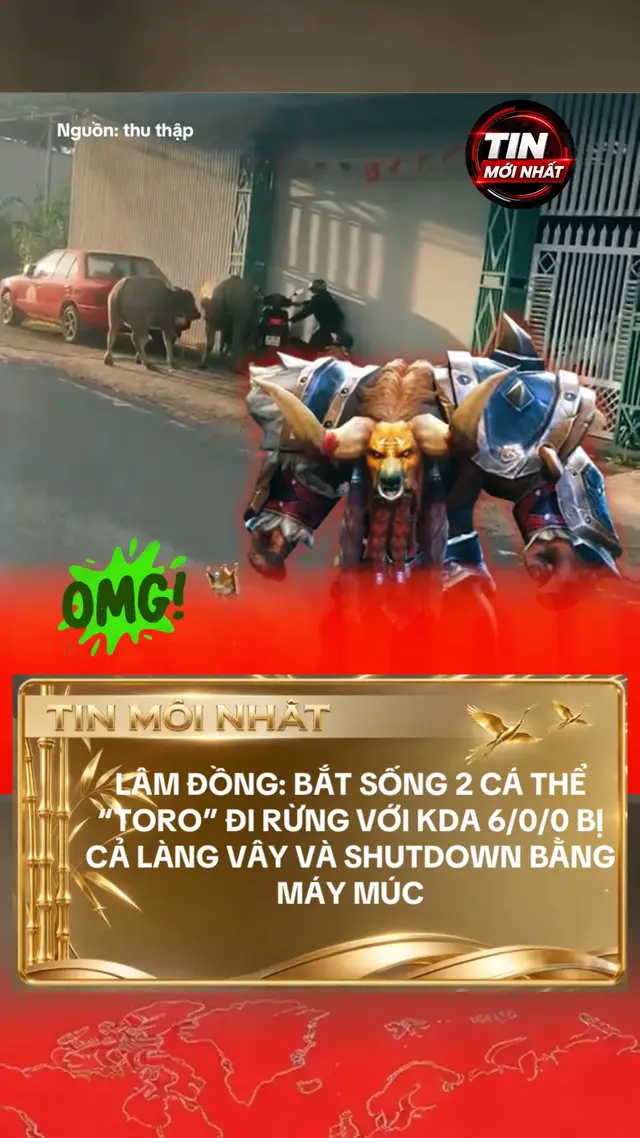 Chiều 24/10 hai con trâu bất ngờ tấn công người tại Lâm Hà, Lâm Đồng khiến 6 người bị thương và quậy phá đám cưới trước khi bị máy múc khống chế #nhabaoviec #tintuc #tintuc24h #tiktoknews #viraltiktok 