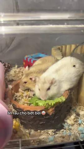 Chắc cho giảm cân quá 😅#xuhuongtiktok #hamsters #robo #fyp 