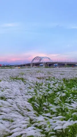 বাংলার অপরূপ প্রাকৃতিক সৌন্দর্য  সুন্দর ফুল, সবুজে ঘেরা মাঠ, মনোমুগ্ধকর গ্রাম ও বাংলার অপূর্ব হারিয়ালি প্রকৃতির অসাধারণ দৃশ্য  l #বাংলার_প্রকৃতির #bngladesh🇧🇩 #foryou #village #Love @SK Abrar🇧🇩🌿প্রকৃতি প্রেমি🪴 @Shamim Khan @রাফসান 🇧🇩🌹🇲🇾 🏍🌿🧢🎸🌿 @TikTok @TikTok Bangladesh @TikTok for Creators @Kamrujjaman Sojib @👑MD Shakin uddin☂️ 