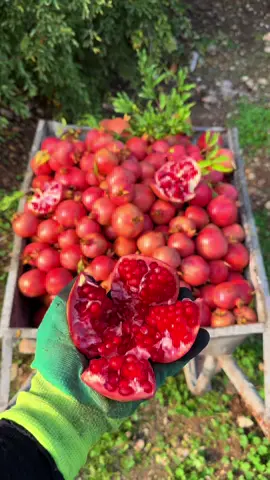 Asle xu gundina😁♥️💪🏻…#fypシ #پاییز🍂🍁 