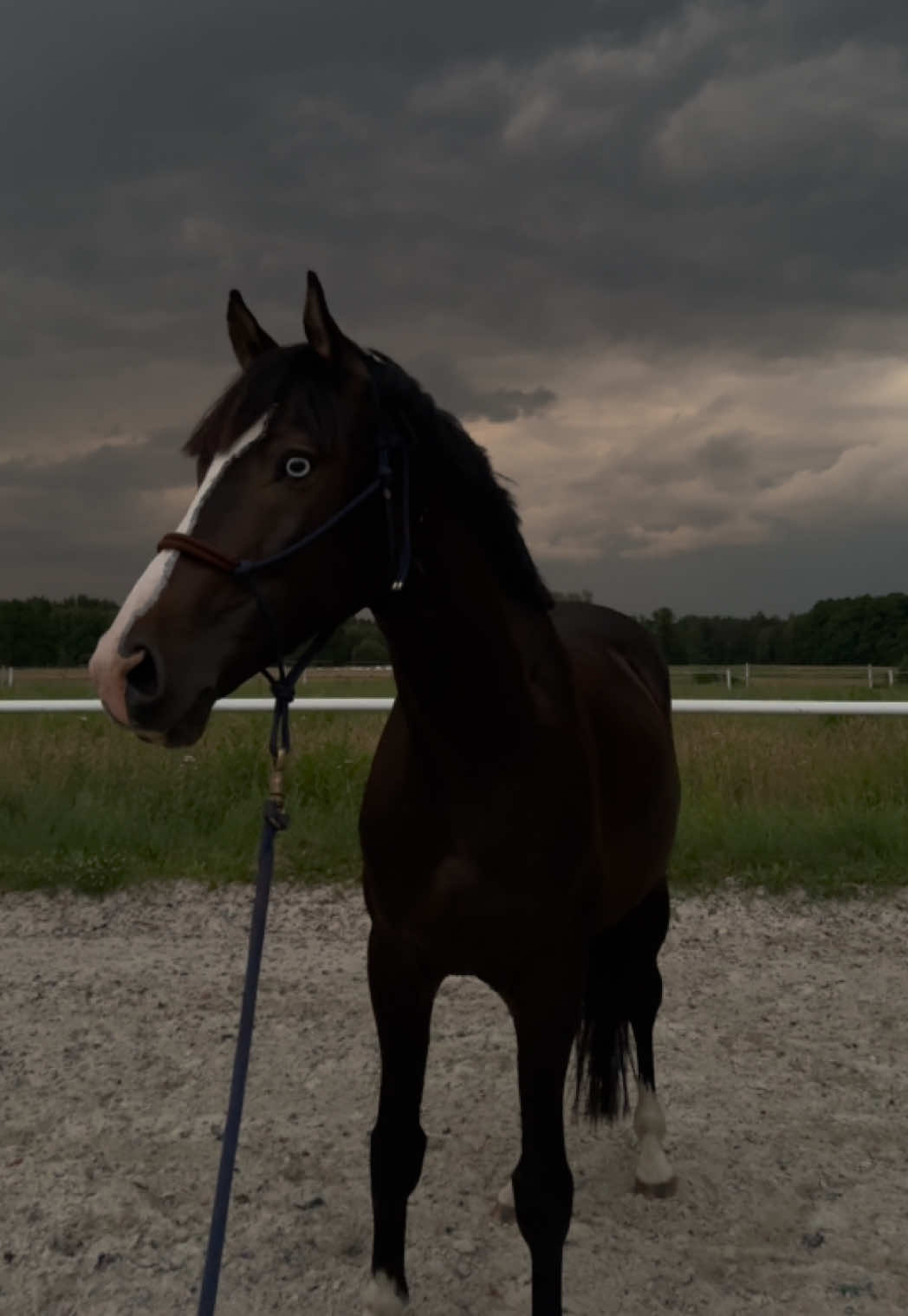 #horse #equestrianlife #koniara #stajnia #pferde 