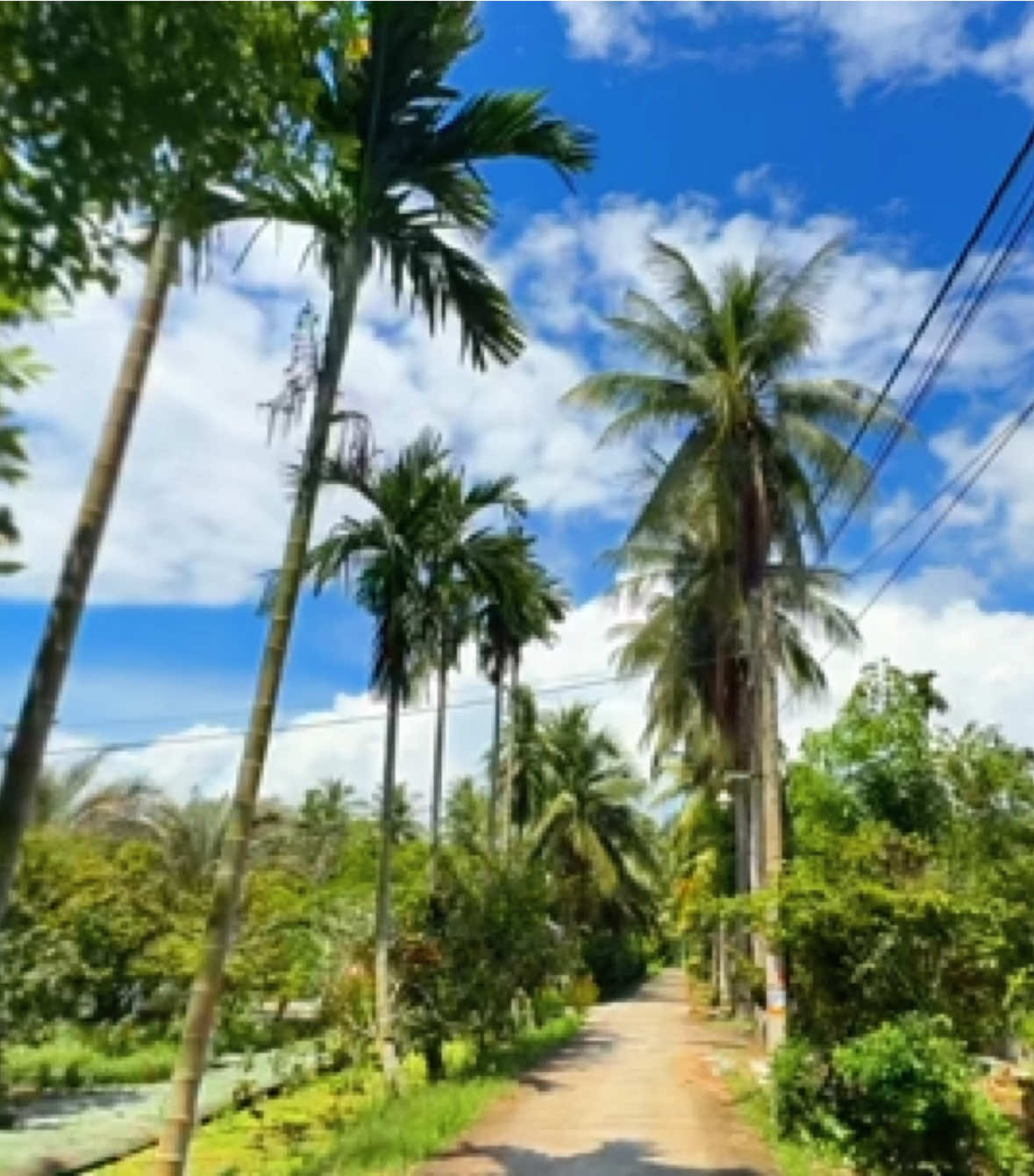 Về Bến Tre #datdichill #canhdep #mientay #binhyen 