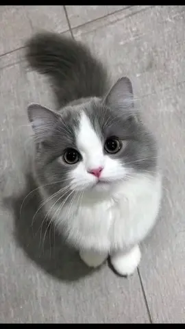 day 1 mpus main tiktok. Imut Nya kamu mpusss😍 #kucing #lucu #imut #fyp #Ai 