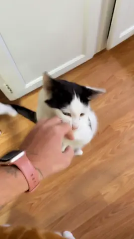 Robert was really playing patty cake with me this morning #catsoftiktok #catlady #cat #fyp #foryoupage