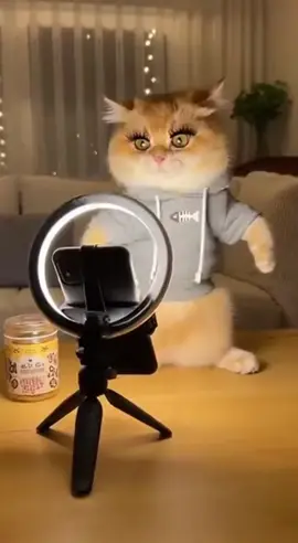 kitten makes a New Discovery Playful Parrot Creates a Funny Moment Today
