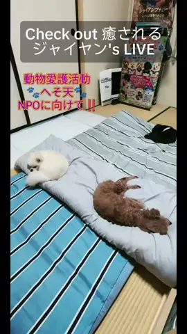 @癒されるジャイヤン🐾🏠️🐾 #tiktoklive #livehighlights #癒されるジャイヤン🐾🏠️🐾fanclub #癒されるジャイヤン🐾🏠️🐾 