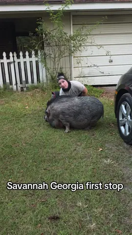 Day 7 of our 17-day Southern Route! We’re looking forward to caring for new pigs and reconnecting with the familiar faces we’re honored to service. Using our Foundation Hoof Trimming Method, we focus on restoring functional hoof length, balance, and mobility through safe, sedation-free care. www.thefarriergroup.com⁠ 🐷❤️ #thefarriergroup #thepighooftrimmer #petpig 