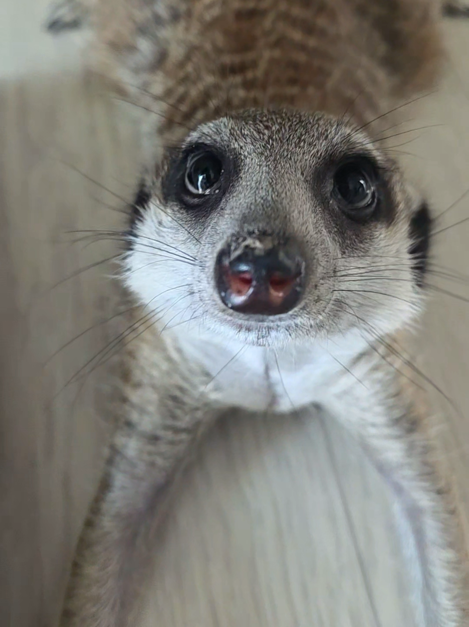 Just Tobby being his adorable little self. 🥹🦦❤️ #meerkat #cuteanimals #suricate #ミーアキャット #미어캣