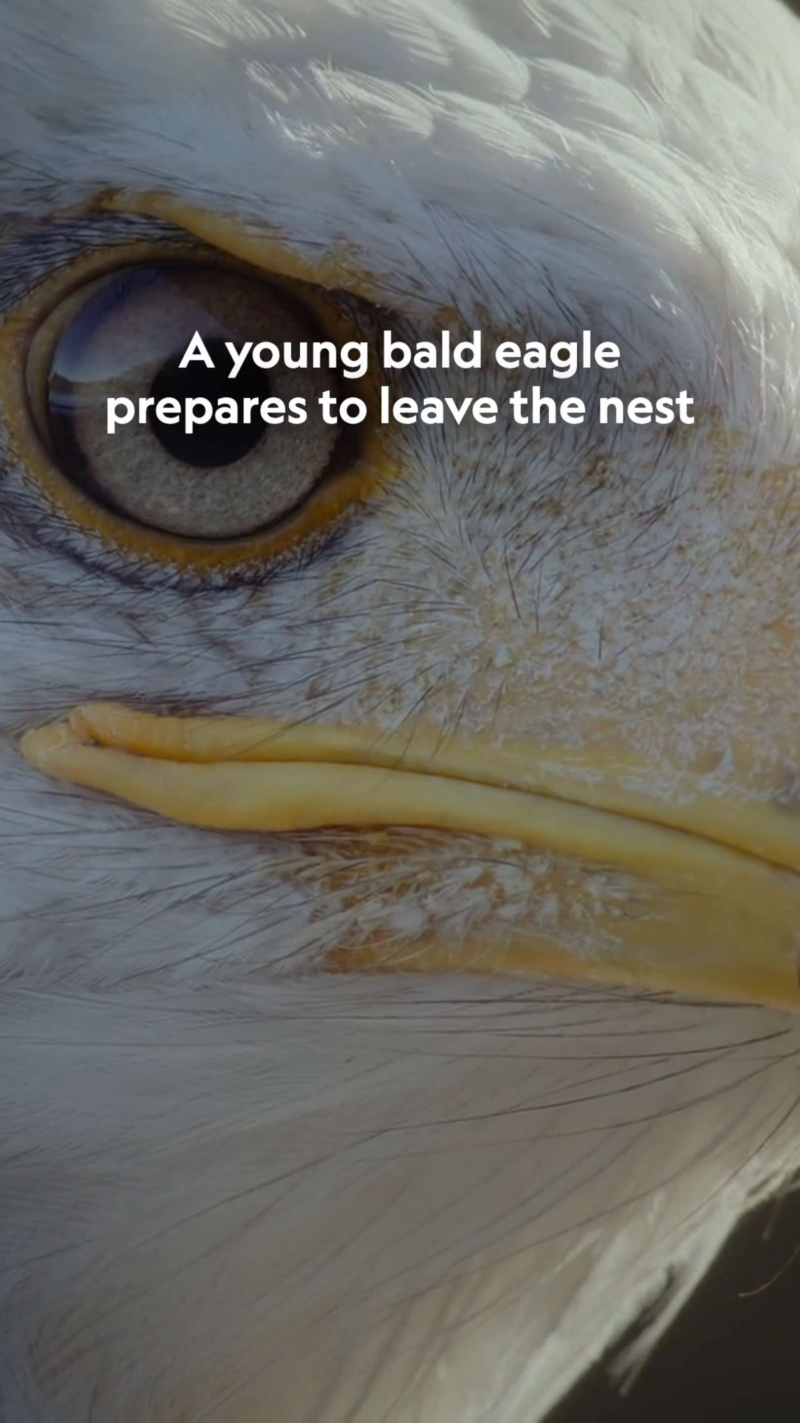 As with most attempts at independence, it's a big moment for this young bald eagle as he takes his first leap out of the nest. 🦅 #IncredibleAnimalJourneys is now streaming on @Disney+ 